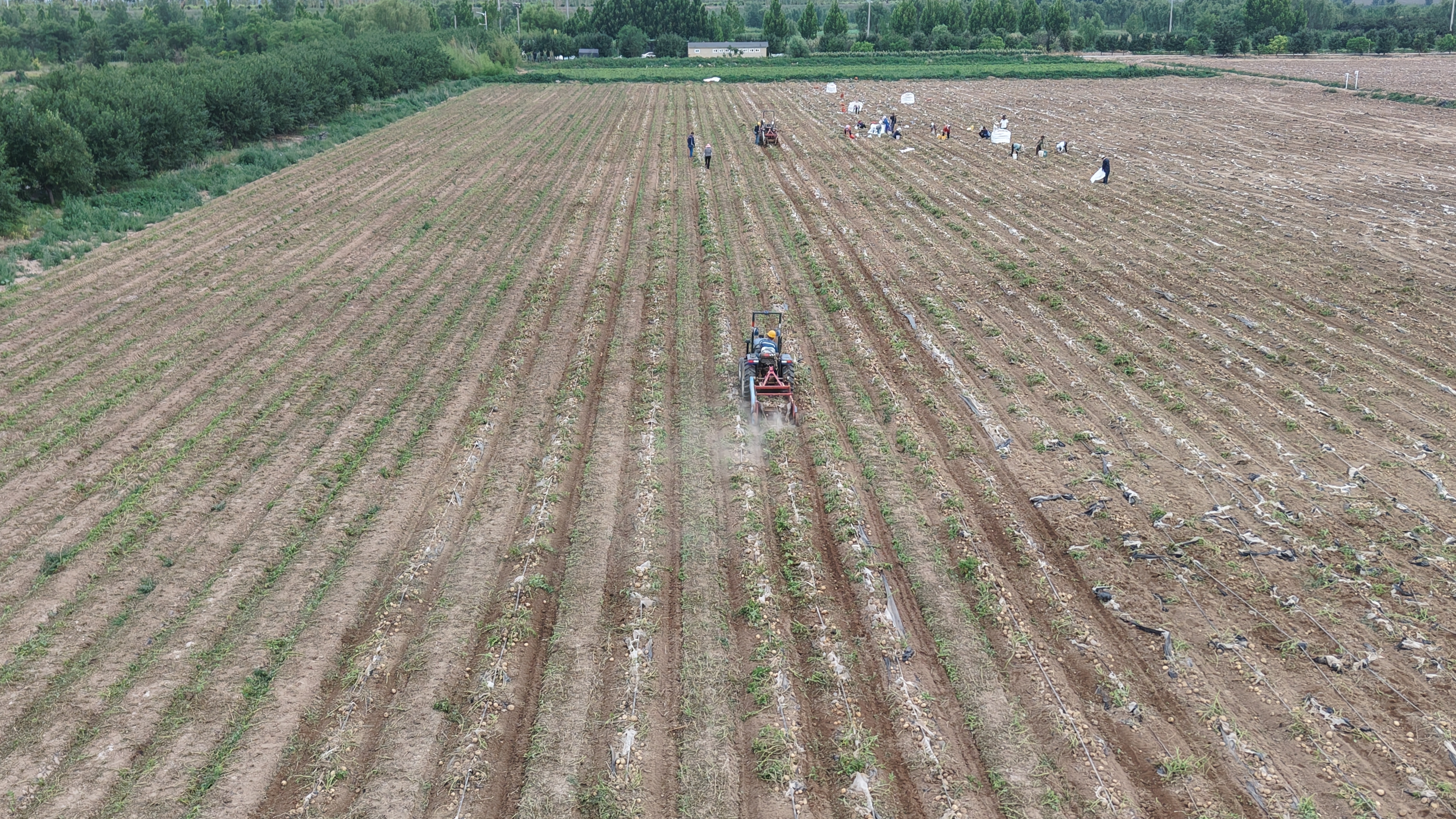 聯融共贏再結碩果 博華訂單馬鈴薯高產豐收