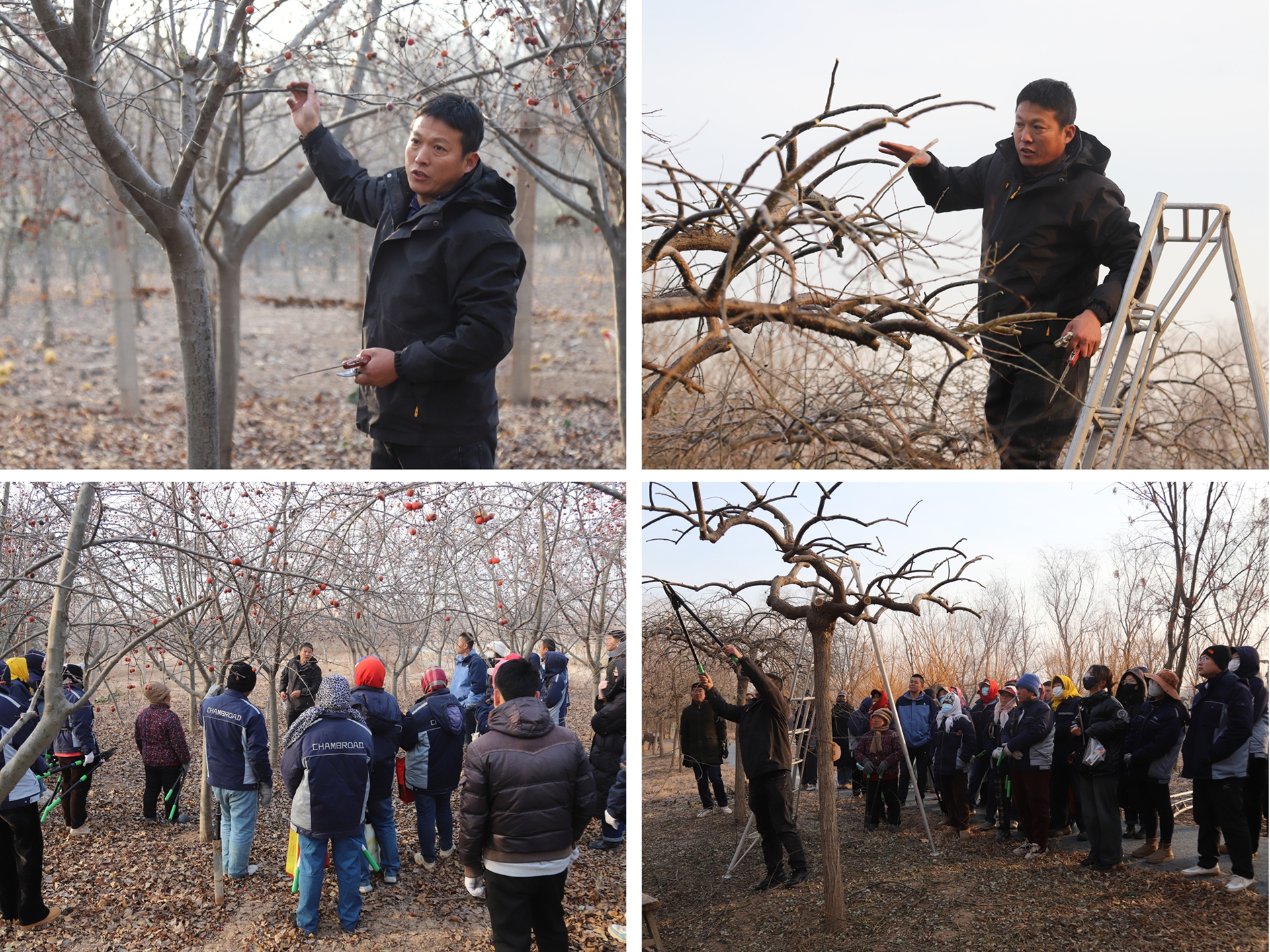 展工匠風采 攀技術高峰&mdash;&mdash;博華生態農業冬季苗木修剪技能比武以賽促學練匠心